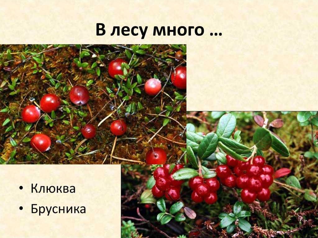 Как определить хорошую клюкву?